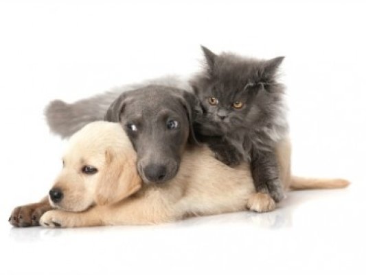 Cazare de lux pentru câini şi pisici: cum petrec animalele atunci când stăpânii sunt în vacanţă